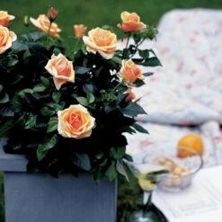 'Olympic™ Palace'® Rosa X 'Olympic™ Palace'® (Palacerose) A-Kvalitet,- Barrods Roser Min. 3 Grene -Sirius Butik p311 51907 rosa x olympic palace palacerose 0a01