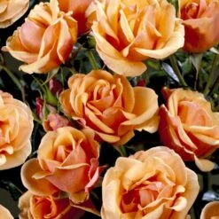 'Olympic™ Palace'® Rosa X 'Olympic™ Palace'® (Palacerose) A-Kvalitet,- Barrods Roser Min. 3 Grene -Sirius Butik p311 51908 rosa x olympic palace palacerose 077d