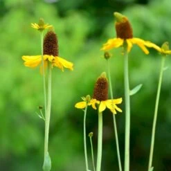 Stor Solhat Rudbeckia Maxima 1 Liter Potte -Sirius Butik p31219 46493 rudbeckia maxima 5418