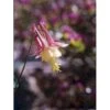 Akeleje 'Little Lanterns' Aquilegia Canadensis 'Little Lanterns' 1 Liter Potte