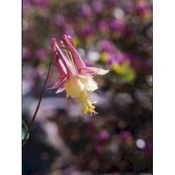 Akeleje 'Little Lanterns' Aquilegia Canadensis 'Little Lanterns' 1 Liter Potte