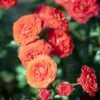 'Orange Juwel'® Rosa X 'Orange Juwel'® (Miniaturerose) A-Kvalitet,- Barrods Roser Min. 3 Grene