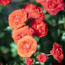 'Orange Juwel'® Rosa X 'Orange Juwel'® (Miniaturerose) A-Kvalitet,- Barrods Roser Min. 3 Grene