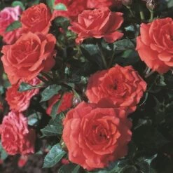 'Orange Juwel'® Rosa X 'Orange Juwel'® (Miniaturerose) A-Kvalitet,- Barrods Roser Min. 3 Grene -Sirius Butik p312 53618 rosa x orange juwel miniaturerose 8cf3