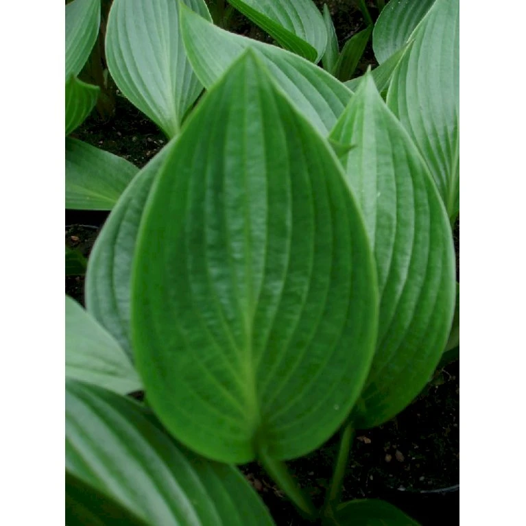 Funkia 'Devon Green' Hosta Hybrid 'Devon Green' 1 Liter Potte 1 Funkia 'Devon Green' Hosta Hybrid 'Devon Green' 1 Liter Potte