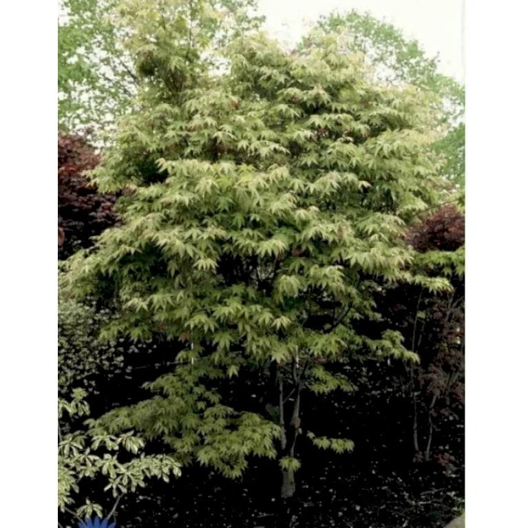 Japansk Ahorn Acer Palmatum Med Klump,- 150-175 Cm. 1 Japansk Ahorn Acer Palmatum Med Klump,- 150-175 Cm.