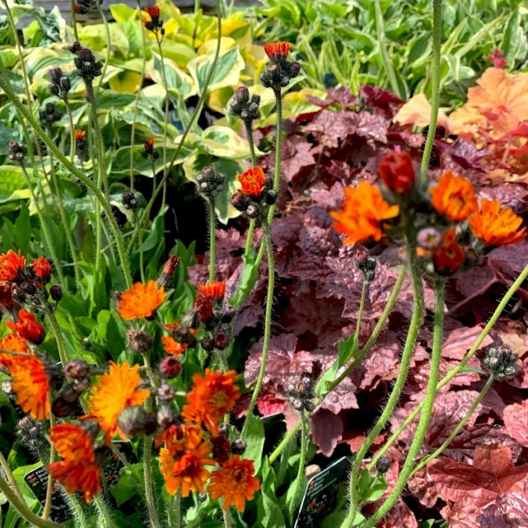Pomeranshøgeurt Hieracium Aurantiacum 1 Liter Potte 3 Pomeranshøgeurt Hieracium Aurantiacum 1 Liter Potte - Billede 3