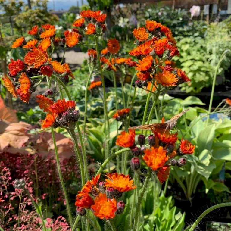 Pomeranshøgeurt Hieracium Aurantiacum 1 Liter Potte 4 Pomeranshøgeurt Hieracium Aurantiacum 1 Liter Potte - Billede 4