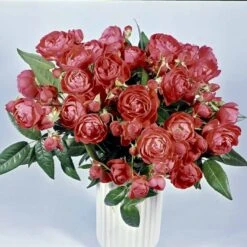 'Orange Morsdag' Rosa X 'Orange Morsdag' (Miniaturerose) A-Kvalitet,- Barrods Roser Min. 3 Grene -Sirius Butik p314 51645 rosa x orange morsdag miniaturerose f776