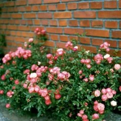 'Orange Morsdag' Rosa X 'Orange Morsdag' (Miniaturerose) A-Kvalitet,- Barrods Roser Min. 3 Grene -Sirius Butik p314 51646 rosa x orange morsdag miniaturerose 2333