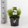 Dværg Hønsebenstræ 'Nana' Thujopsis Dolobrata 'Nana' Potte 3,0 Liter,- 20-25 Cm.