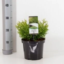Dværg Hønsebenstræ 'Nana' Thujopsis Dolobrata 'Nana' Potte 3,0 Liter,- 20-25 Cm.