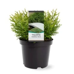 Dværg Hønsebenstræ 'Nana' Thujopsis Dolobrata 'Nana' Potte 3,0 Liter,- 20-25 Cm. 8 Dværg Hønsebenstræ 'Nana' Thujopsis Dolobrata 'Nana' Potte 3,0 Liter,- 20-25 Cm. -Sirius Butik p3150 38854 image b73f