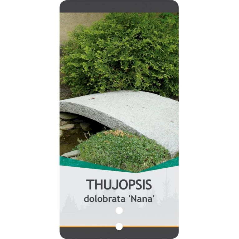 Dværg Hønsebenstræ 'Nana' Thujopsis Dolobrata 'Nana' Potte 3,0 Liter,- 20-25 Cm. 4 Dværg Hønsebenstræ 'Nana' Thujopsis Dolobrata 'Nana' Potte 3,0 Liter,- 20-25 Cm. - Billede 4