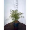 Japansk Dværgahorn Acer Palmatum Dissectum Potte 10 Liter 40-50 Cm.