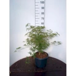 Japansk Dværgahorn Acer Palmatum Dissectum Potte 10 Liter 40-50 Cm.