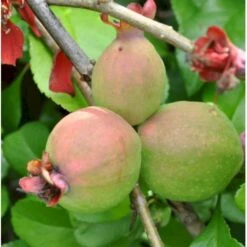 Japansk Kvæde 'Crimson And Gold' Chaenomeles Hyb. 'Crimson And Gold' 3,5 Liter Potte -Sirius Butik p31725 40740 chaenomeles hyb crimson and gold 4412