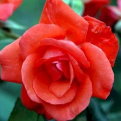 'Piccolo'® Rosa X 'Piccolo'® (Miniaturerose) A-Kvalitet,- Barrods Roser Min. 3 Grene -Sirius Butik p318 51656 rosa x piccolo miniaturerose b208