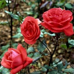 'Piccolo'® Rosa X 'Piccolo'® (Miniaturerose) A-Kvalitet,- Barrods Roser Min. 3 Grene -Sirius Butik p318 51657 rosa x piccolo miniaturerose c62e