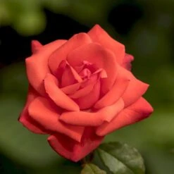 'Piccolo'® Rosa X 'Piccolo'® (Miniaturerose) A-Kvalitet,- Barrods Roser Min. 3 Grene -Sirius Butik p318 54032 rosa x piccolo miniaturerose d314