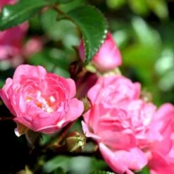 'Pink The Fairy' Rosa X 'Pink The Fairy' (Bunddækkerose) A-Kvalitet,- Barrods Roser Min. 3 Grene -Sirius Butik p319 51659 rosa x pink the fairy bunddaekkerose ecbb