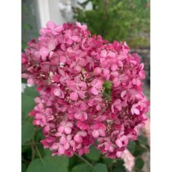 Træagtig Hortensia 'Invinc. Pink Annabelle'' Hydrangea Arb. 'invinc. Pink Annabelle'' Potte 3,0 Liter,- 25-30 Cm. -Sirius Butik p32083 35998 hydrangea arb invinc pink annabelle 7775