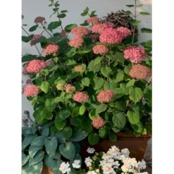 Træagtig Hortensia 'Invinc. Pink Annabelle'' Hydrangea Arb. 'invinc. Pink Annabelle'' Potte 3,0 Liter,- 25-30 Cm. -Sirius Butik p32083 36000 hydrangea arb invinc pink annabelle 4226