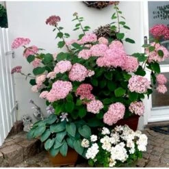 Træagtig Hortensia 'Invinc. Pink Annabelle'' Hydrangea Arb. 'invinc. Pink Annabelle'' Potte 3,0 Liter,- 25-30 Cm. -Sirius Butik p32083 38907 hydrangea arb invinc pink annabelle 029f
