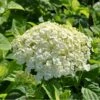 Træagtig Hortensia 'Incrediball'® Hydrangea Arborescens 'Incrediball'® 5 Liter Potte