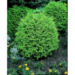 Ædelcypres 'Globosa' Chamaecyparis Lawsoniana 'Globosa' Potte 3,0 Liter,- 30-40 Cm. -Sirius Butik p3214 2443 chamaecyparis lawsoniana globosa 8f2c