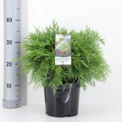Ædelcypres 'Globosa' Chamaecyparis Lawsoniana 'Globosa' Potte 3,0 Liter,- 30-40 Cm.