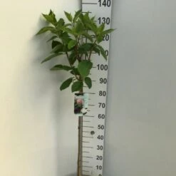 Syrén-Hortensia 'Phantom' Hydrangea Paniculata 'Phantom' Opstammet 90 Cm. 7,5 Liter Potte