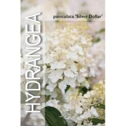 Syrén-Hortensia 'Silver Dollar' Hydrangea Paniculata 'Silver Dollar' Potte 3,0 Liter,- 25-30 Cm. -Sirius Butik p32192 38374 image b532