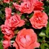 'Riberhus'™ Rosa X 'Riberhus'™ (Buketrose) A-Kvalitet,- Barrods Roser Min. 3 Grene