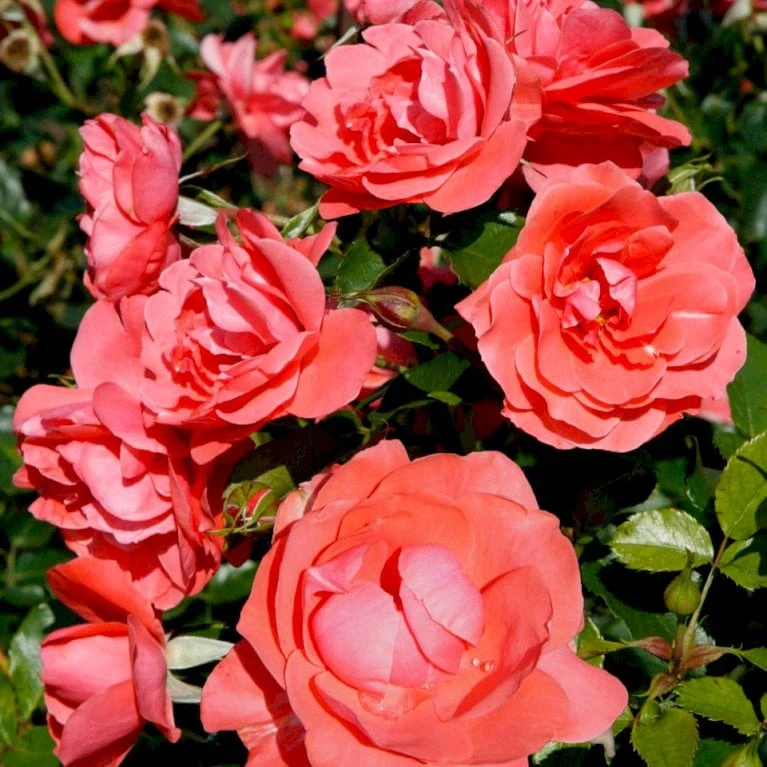 'Riberhus'™ Rosa X 'Riberhus'™ (Buketrose) A-Kvalitet,- Barrods Roser Min. 3 Grene 1 'Riberhus'™ Rosa X 'Riberhus'™ (Buketrose) A-Kvalitet,- Barrods Roser Min. 3 Grene