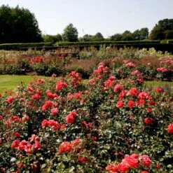 'Riberhus'™ Rosa X 'Riberhus'™ (Buketrose) A-Kvalitet,- Barrods Roser Min. 3 Grene 12 'Riberhus'™ Rosa X 'Riberhus'™ (Buketrose) A-Kvalitet,- Barrods Roser Min. 3 Grene -Sirius Butik p322 51839 rosa x riberhus buketrose b154