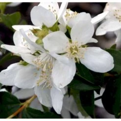 Uægte Jasmin 'Lemoinei' Philadelphus 'Lemoinei' Potte 6,5 Liter 60-80 Cm. -Sirius Butik p32363 40268 philadelphus lemoinei aa11