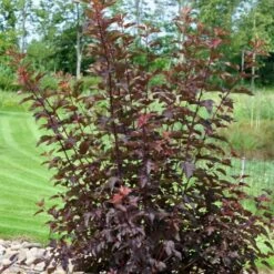 Blærespiræa 'Diable D'Or'® Physocarpus Opulif. 'Diable D'Or'® 5 Liter Potte -Sirius Butik p32397 47388 physocarpus opulif diable d or 8e81