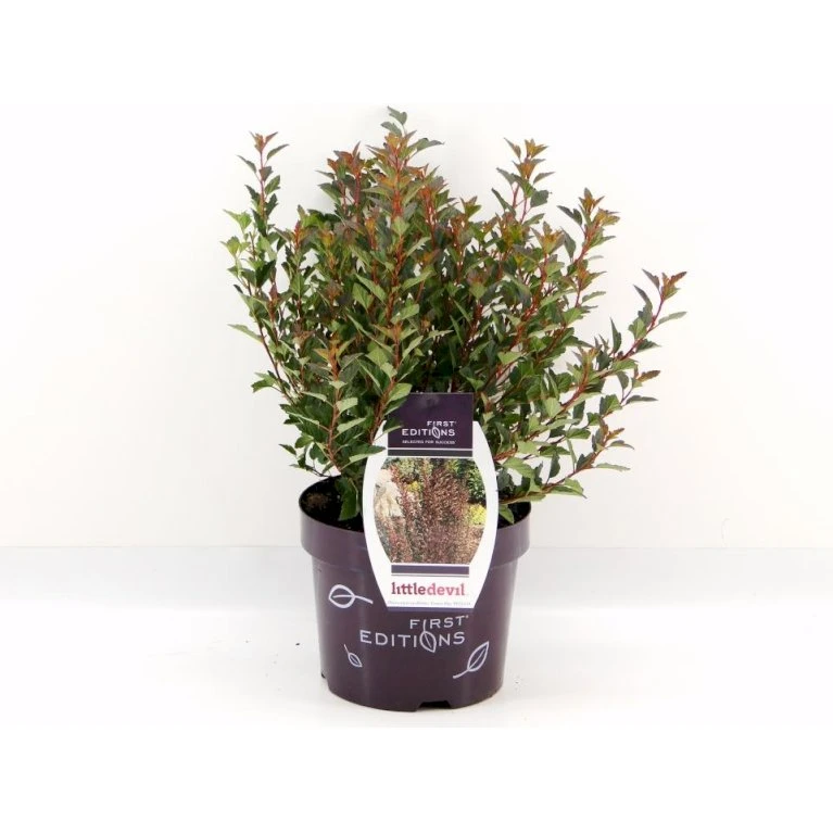 Blærespiræa 'Little Devil' Physocarpus Opulif. 'Little Devil' (r) 3,5 Liter Potte 1 Blærespiræa 'Little Devil' Physocarpus Opulif. 'Little Devil' (r) 3,5 Liter Potte