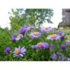 Pudeasters 'Early Blue' Aster Dumosus 'Early Blue' 1 Liter Potte