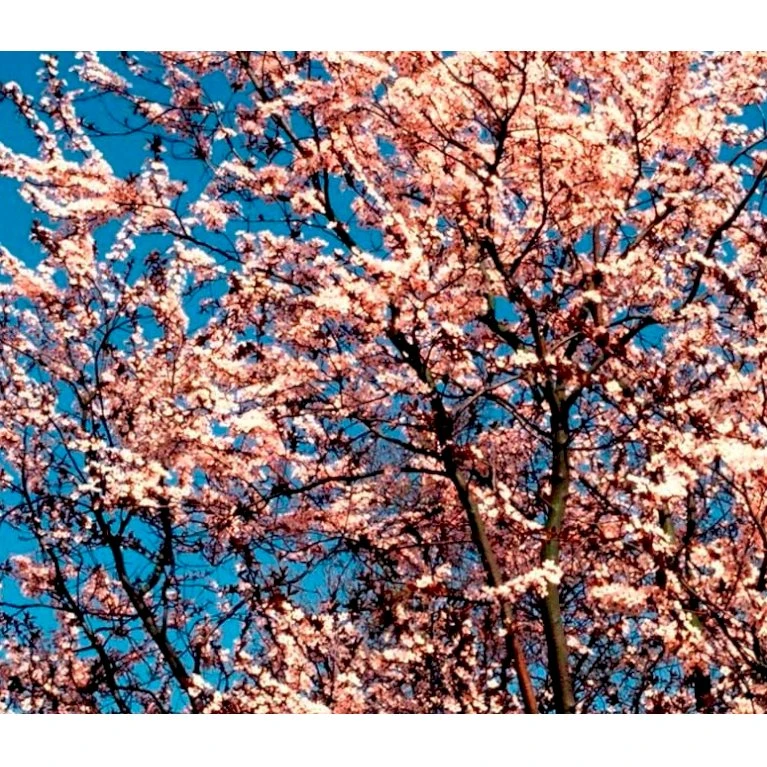 Blodblomme 'Nigra' Prunus Cerasifera 'Nigra' Solitær Busk 150-200 Cm. - Med Klump 1 Blodblomme 'Nigra' Prunus Cerasifera 'Nigra' Solitær Busk 150-200 Cm. - Med Klump