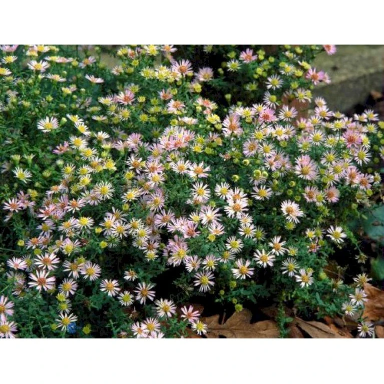 Lyngasters 'Lovely' Aster Vimineus 'Lovely' 1 Liter Potte 1 Lyngasters 'Lovely' Aster Vimineus 'Lovely' 1 Liter Potte
