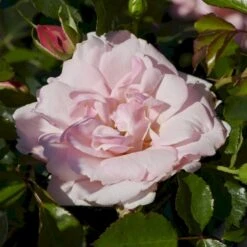 'Rosenborg'™ Rosa X 'Rosenborg'™ (Slotsrose) A-Kvalitet,- Barrods Roser Min. 3 Grene -Sirius Butik p326 51846 rosa x rosenborg slotsrose 63da