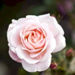 'Rosenborg'™ Rosa X 'Rosenborg'™ (Slotsrose) A-Kvalitet,- Barrods Roser Min. 3 Grene -Sirius Butik p326 51848 rosa x rosenborg slotsrose 9217