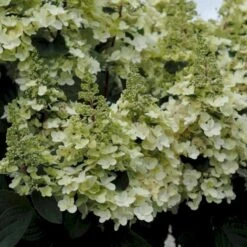 Syrén-Hortensia 'Pinky-Winky' ® Hydrangea Paniculata 'Pinky-winky' ® Potte 4,0 Liter,- 40-50 Cm. -Sirius Butik p3270 47362 hydrangea paniculata pinky winky 7809