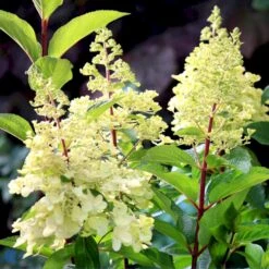 Syrén-Hortensia 'Pinky-Winky' ® Hydrangea Paniculata 'Pinky-winky' ® Potte 4,0 Liter,- 40-50 Cm. -Sirius Butik p3270 47363 hydrangea paniculata pinky winky 40dc