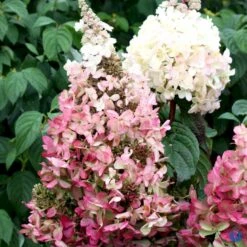 Syrén-Hortensia 'Pinky-Winky' ® Hydrangea Paniculata 'Pinky-winky' ® Potte 4,0 Liter,- 40-50 Cm. -Sirius Butik p3270 47364 hydrangea paniculata pinky winky 8ea2