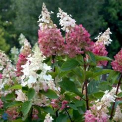 Syrén-Hortensia 'Pinky-Winky' ® Hydrangea Paniculata 'Pinky-winky' ® Potte 4,0 Liter,- 40-50 Cm. -Sirius Butik p3270 47365 hydrangea paniculata pinky winky 505d