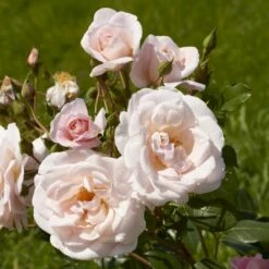 'Rosendal'™ Rosa X 'Rosendal'™ (Buketrose) A-Kvalitet,- Barrods Roser Min. 3 Grene