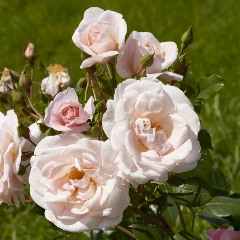 'Rosendal'™ Rosa X 'Rosendal'™ (Buketrose) A-Kvalitet,- Barrods Roser Min. 3 Grene 1 'Rosendal'™ Rosa X 'Rosendal'™ (Buketrose) A-Kvalitet,- Barrods Roser Min. 3 Grene
